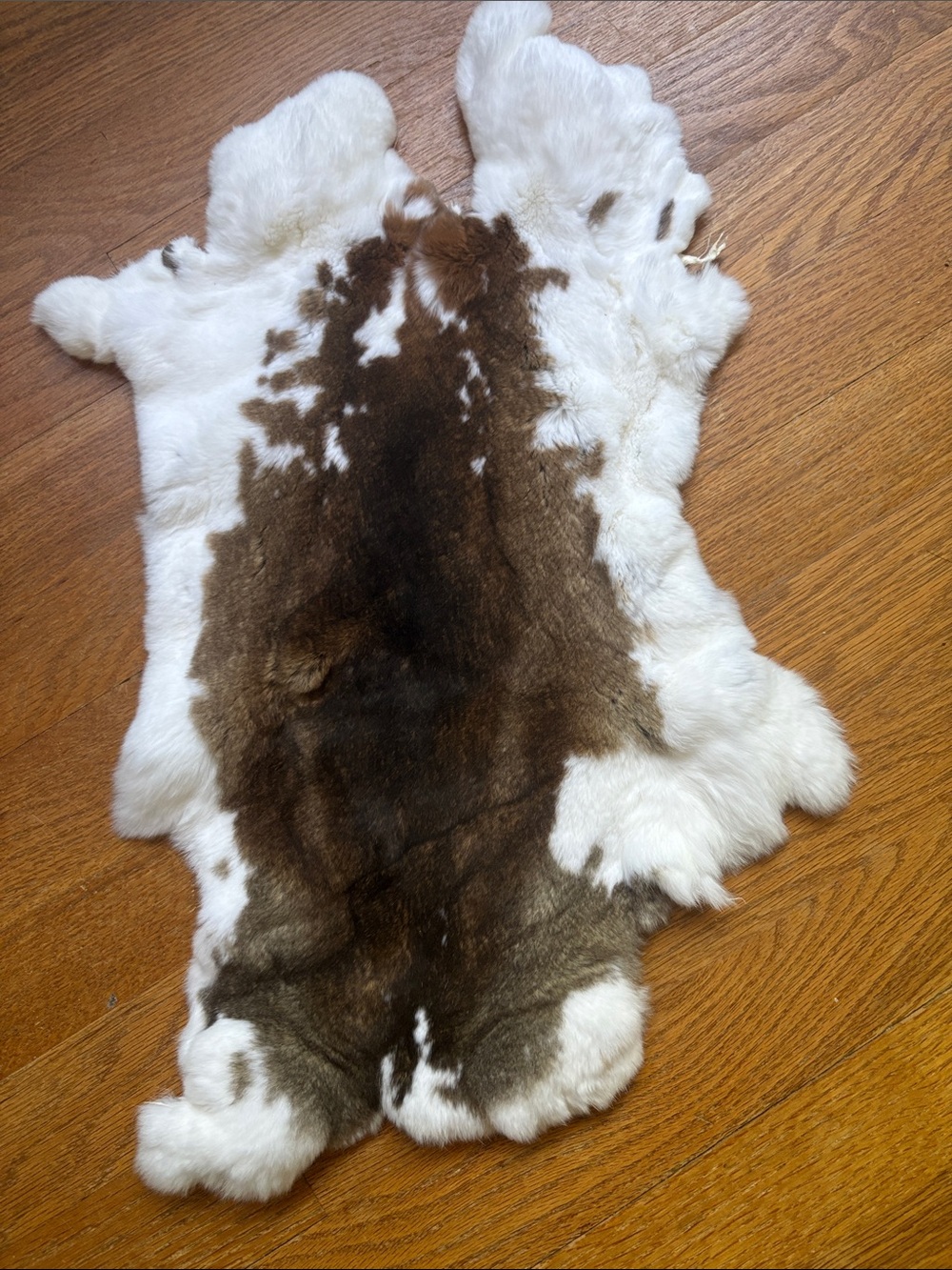 B0182 Rex rabbit hide